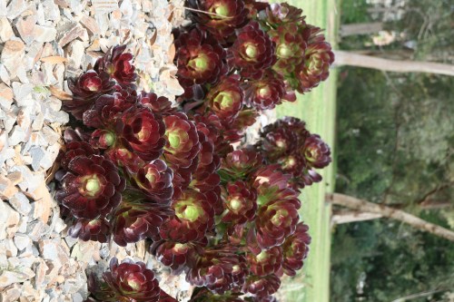 Melbourne botanic garden cactus
