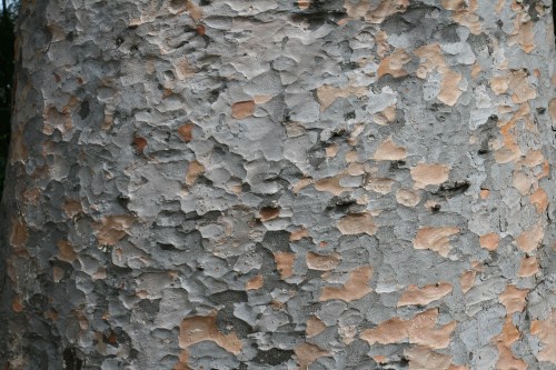 Melbourne botanic gardens tree bark