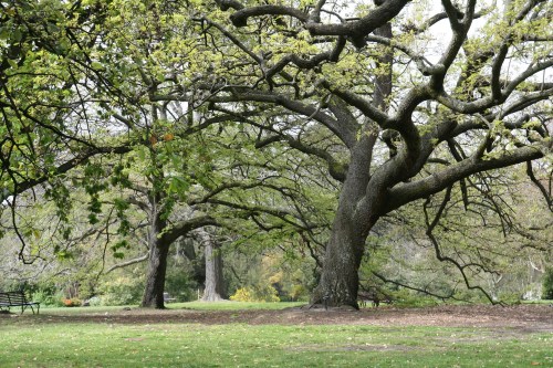 Melbourne botanic garden trees