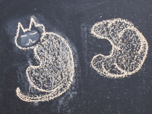 New York croissant cat