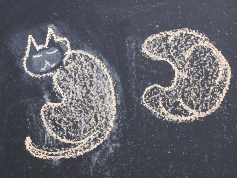 New York croissant cat