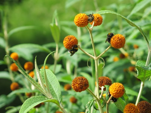 bees on orange flowers